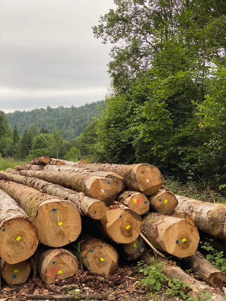 bois du jura